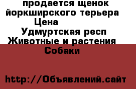 продается щенок йоркширского терьера › Цена ­ 23 000 - Удмуртская респ. Животные и растения » Собаки   